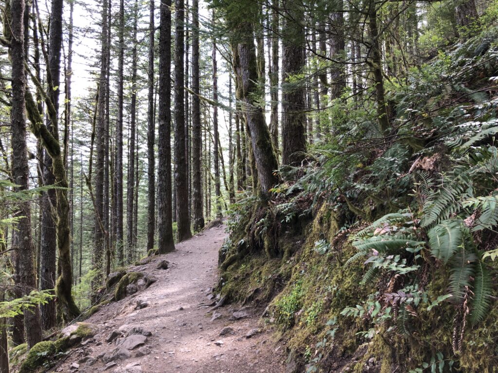 First Investigation Bigfoot Sighting at Rattlesnake Lake!