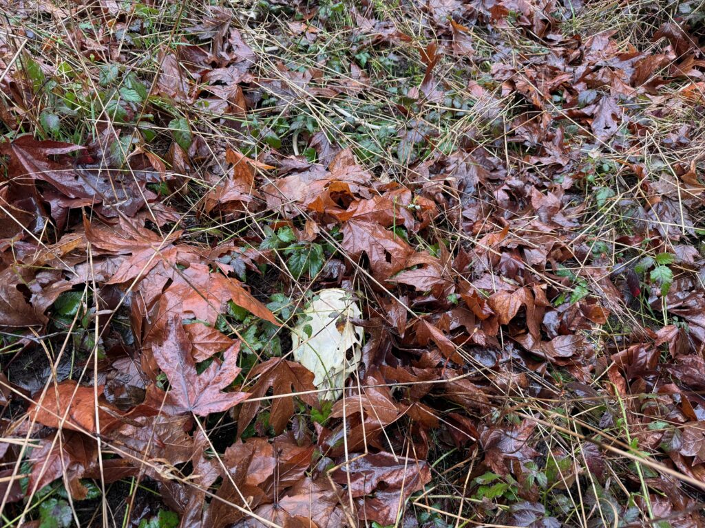 Skull Photographed on Harstine Island Trail Camera Pick Up
