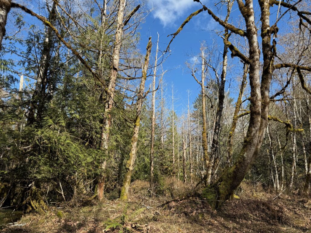 Research Area Photographed on Harstine Island Trail Camera Pick Up