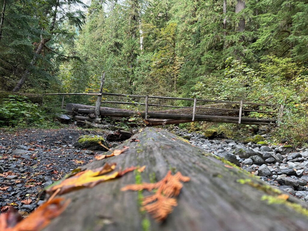 Missing 911 Oympic National Pakr Stair Case Trail Leaf Shot