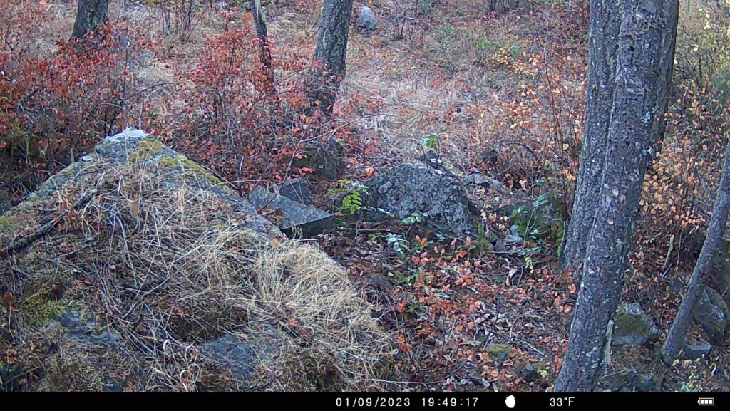 Okanogan Bigfoot Hunt Trail Camera Image