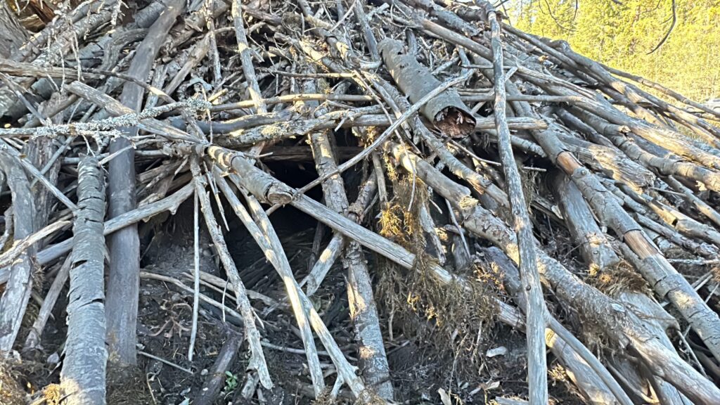 Okanogan Bigfoot Search Beaver Dam