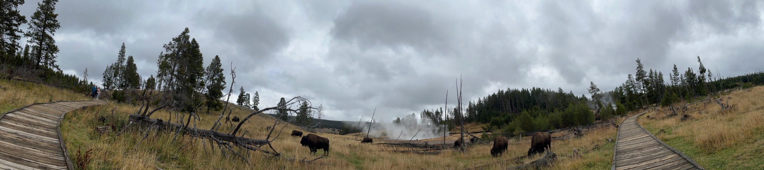 Panoramic Yellowstone landscape with bison grazing near steaming geothermal features and boardwalks