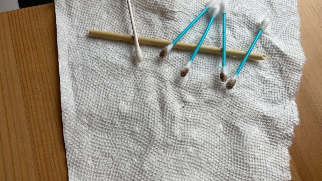 Several cotton swabs with brownish blood-like residue collected from mysterious drops on a tent floor during a high strangeness investigation, laid out on a white paper towel.